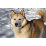 Siberian Husky 3
