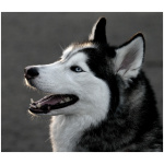 Siberian Husky 4