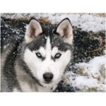 Siberian Husky 5