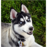 Siberian Husky 6