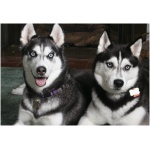 Siberian Husky 7