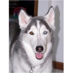Siberian Husky 8
