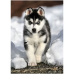 Siberian Husky 9