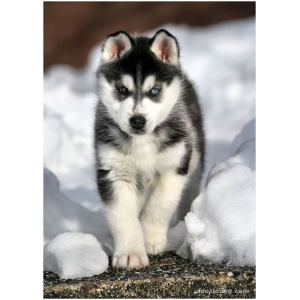 Siberian Husky 9