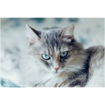 Siberian cat 0