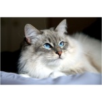 Siberian cat 1