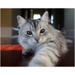 Siberian cat 2