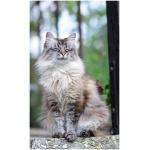 Siberian cat 3