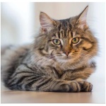 Siberian cat 4