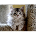 Siberian cat 5