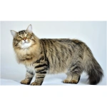 Siberian cat 6