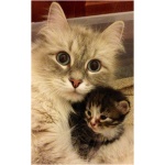Siberian cat 7