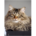 Siberian cat 8