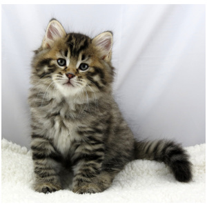 Siberian cat 9