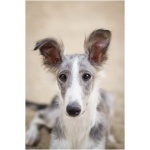 Silken Windhound 0