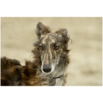 Silken Windhound 4