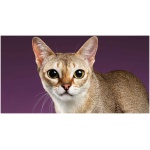 Singapura cat 0
