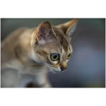 Singapura cat 1