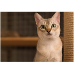 Singapura cat 3