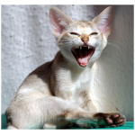 Singapura cat 7