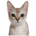 Singapura cat 8