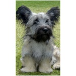 Skye Terrier 1