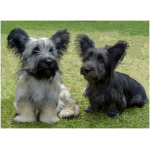 Skye Terrier 2