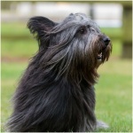 Skye Terrier 3