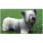 Skye Terrier 4
