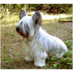 Skye Terrier 6