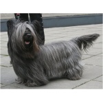 Skye Terrier 7