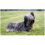 Skye Terrier 9