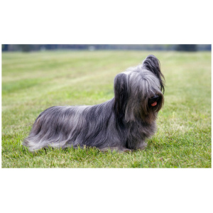 Skye Terrier 9
