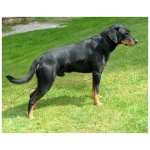 Smaland Hound 9
