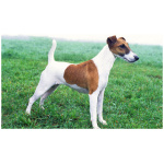 Smooth Fox Terrier 1