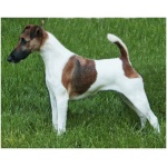 Smooth Fox Terrier 2