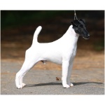 Smooth Fox Terrier 3