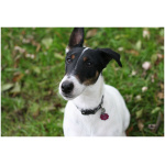 Smooth Fox Terrier 4