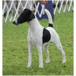 Smooth Fox Terrier 5
