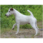 Smooth Fox Terrier 6