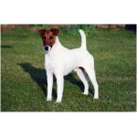 Smooth Fox Terrier 7