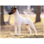 Smooth Fox Terrier 9