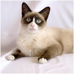 Snowshoe cat 3