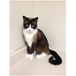 Snowshoe cat 7