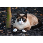 Snowshoe cat 8