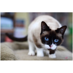 Snowshoe cat 9