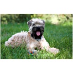 Soft Coated Wheaten Terrier 9