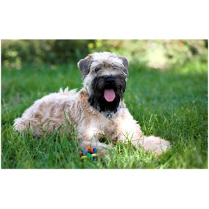 Soft Coated Wheaten Terrier 9