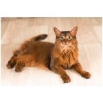 Somali cat 9