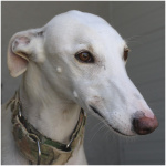 Spanish Greyhound 0